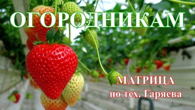 Экстракт Клубники🍓Матрица для Растений💠Strawberry Extract🍓Vegetable Matrix