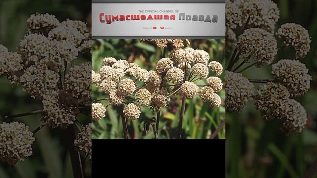 Топ 5 ядовитых растений. 1 место
