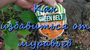 Как Избавиться От Муравьев Проверяем Очередное Средство