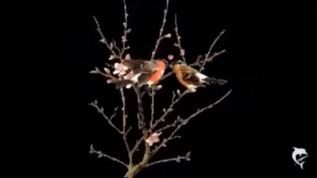 Нам Все-ний Поможет!.., Стихи Александр Бам 46, муз. и исп. #СамуилФрумович смотреть онлайн