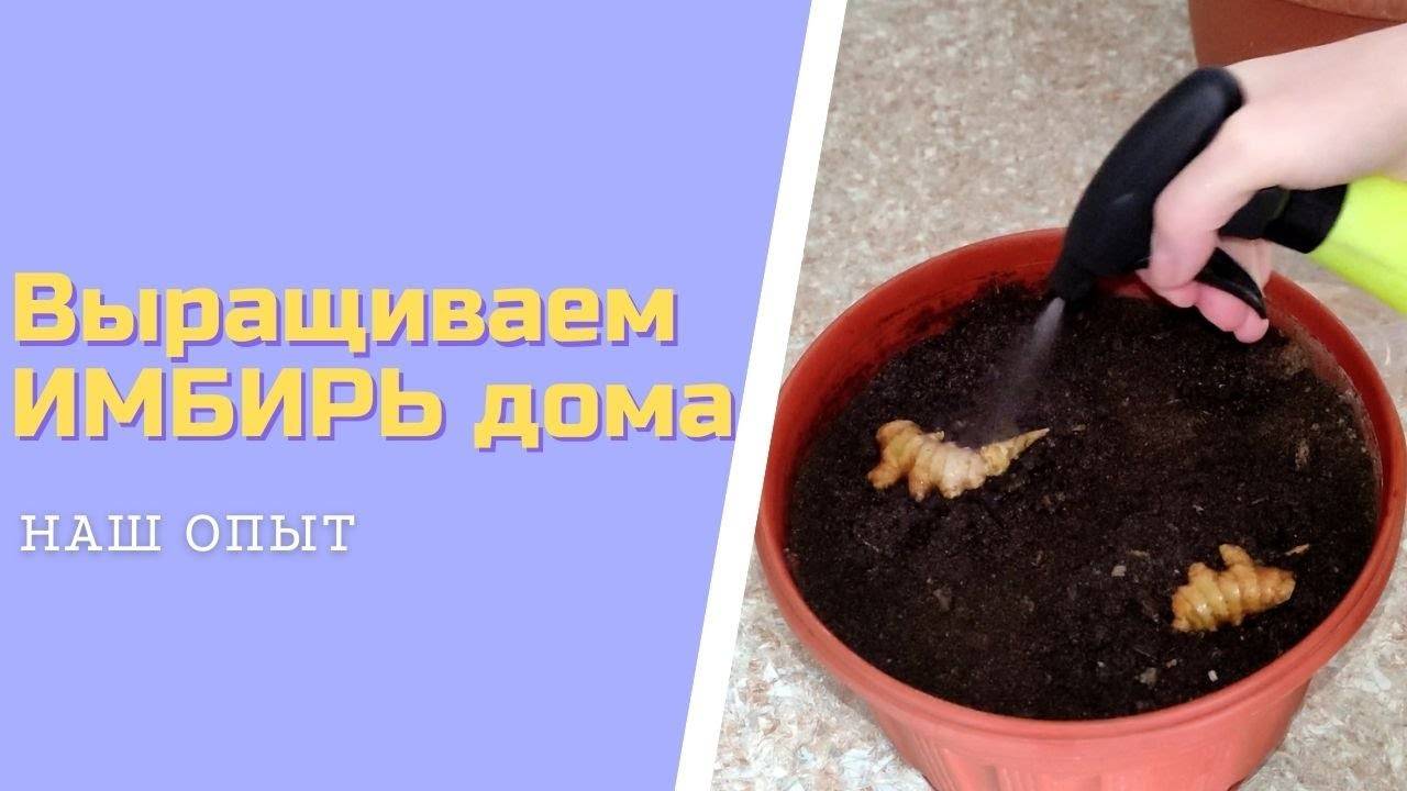 Как Вырастить Имбирь В Домашних Условиях Из Корня