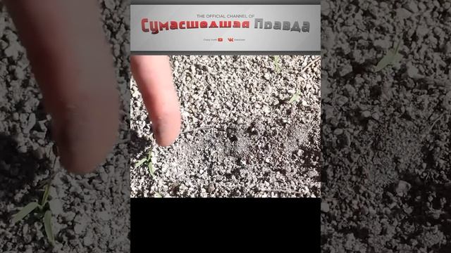 Топ 5 опасных насекомых. Муравьи.