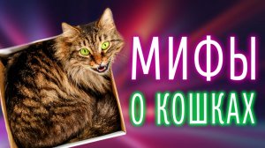 Правда или вымысел? – Кусь – шоу - Проверяем популярные мифы о котиках