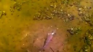 О чём молчат рыбы 36 МИГРАЦИЯ РЫБ В РЕКЕ