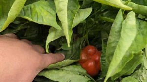 Кубовидный перец для Юга! Сер Галахад F1. новые видео теперь только в Телеграм: t.me/mitykrasnodar