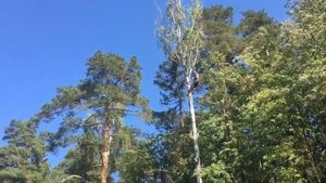 Удаление и спил деревьев в Кратово, Московская область