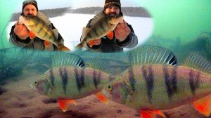 НАШЁЛ КАМЕРОЙ ГОРБАЧЕЙ И ВЫЛОВИЛ ИХ !!! Рыбалка с чёртиком и дьяволом.