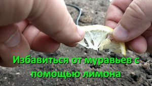 Как Избавиться От Муравьев С Помощью Лимона в Теплице