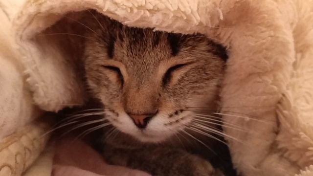 Котик