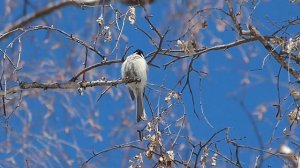 Весенняя песня буроголовой гаички или пухляка.