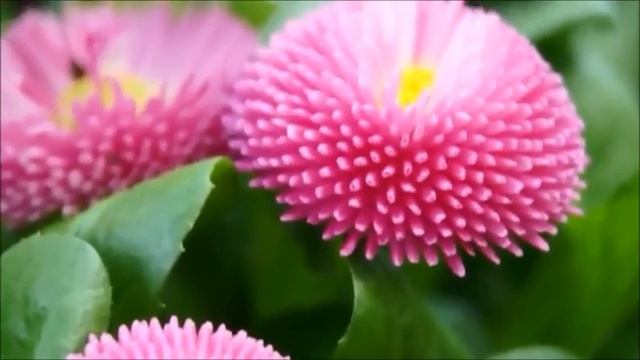 Māmiņai...V.Vētra смотреть онлайн