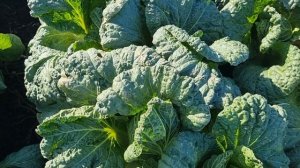 Пекинская капуста Билко F1 и Маноко F1, сравнение, 11 октября 2023 год.