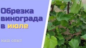 Летняя обрезка винограда в июле