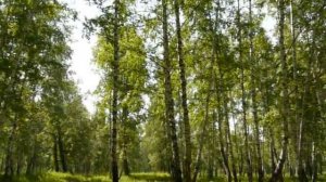 Березовая роща летом.