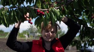 Первый урожай черешни с молодого дерева