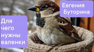 Сказки нашего двора. Евгения Буторина