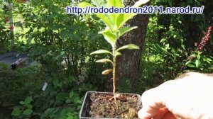 17 08 17г  Сеянцы рододендронов   готовим к зиме