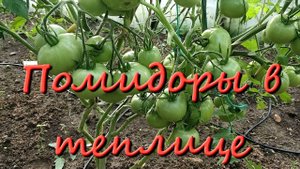 Плодоношение Помидор В Теплице Видео Урожай Помидоров В Теплице