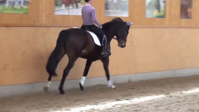 San Amour-Latimer/ Trak. mare * 2008 for sale смотреть онлайн