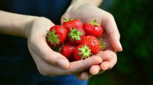 Coltivare fragole in casa video ⚪ Posso coltivare le fragole o le fragole in casa in inverno