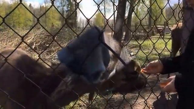 Сумароковская лосеферма