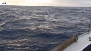 Встреча с китами в океане