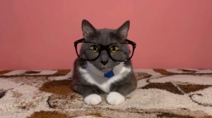 Анонс котинет на Windows