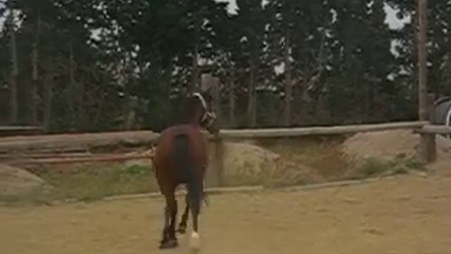 el caballo de aroa смотреть онлайн