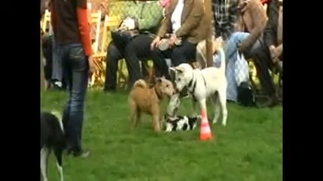 Welpenschule Dr. Bruns Herbstfestival Herrenhausen 2008 смотреть онлайн