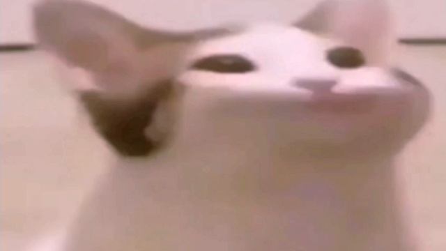 Кот широко открывает рот