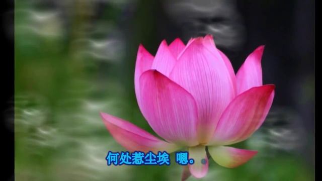 禅境 ChanJing 桑吉平措 六祖慧能 唯美音画 云淡风轻 смотреть онлайн