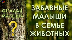 ЗАБАВНЫЕ МАЛЫШИ В СЕМЬЕ ЖИВОТНЫХ