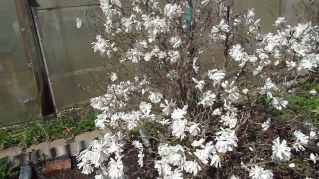 27 04 21г    17 05 21г  Пробежка по саду  Цветение магнолии с начала до конца
