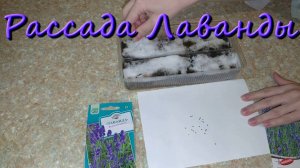 Лаванда Выращивание Из Семян В Домашних Условиях Рассада Лаванды
