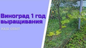 Выращивание винограда в Подмосковье формирование и обрезка 1 год