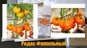 Охота за коллекционными сортами томатов 2023. (Коллекционеры) Часть 2