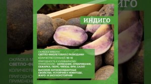 DokaGene Сорта семенного картофеля ИНДИГО и КИНГСМЕН