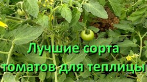 Лучшие Сорта Томатов Для Теплицы Из Поликарбоната Видео