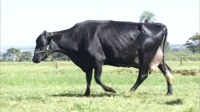 LOTE 015- LEILÃO SITIO MONTE ALEGRE - NELSON ARIZA смотреть онлайн