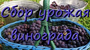 Время Сбора Урожая Винограда Изабелла Осенью На Вино