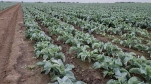 Овощи Растут. Цветная капуста Форталеза, месяц после высадки рассады.