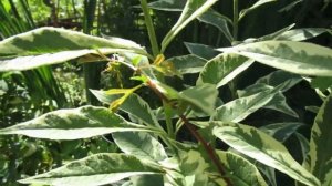 Флокс метельчатый  «Крем де ла Менте»