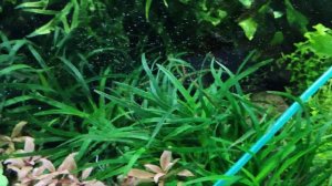 Аквариум с растениями 600л