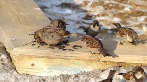 Старый воробей...-2.