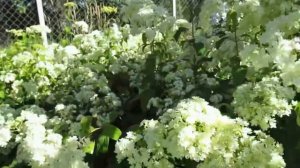 Гортензия древовидная махровая «Hayes Starburst» в Подмосковье  2015г