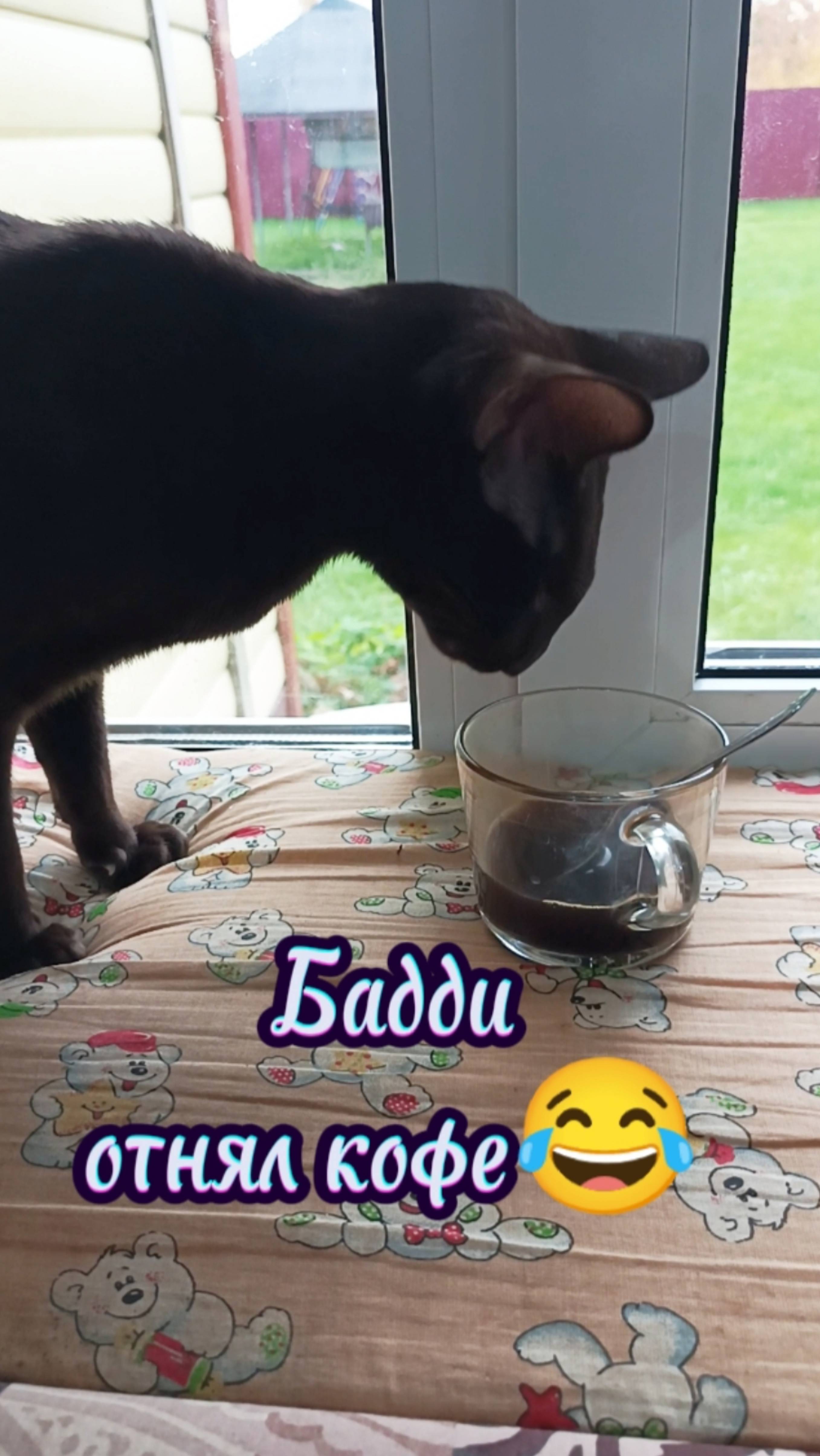 Кот отнял кофе 🫣#смешныекоты