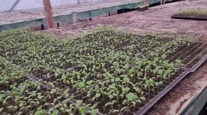 Выращивание рассады перца, томата, цв.капусты, баклажана зимой. Второе видео.