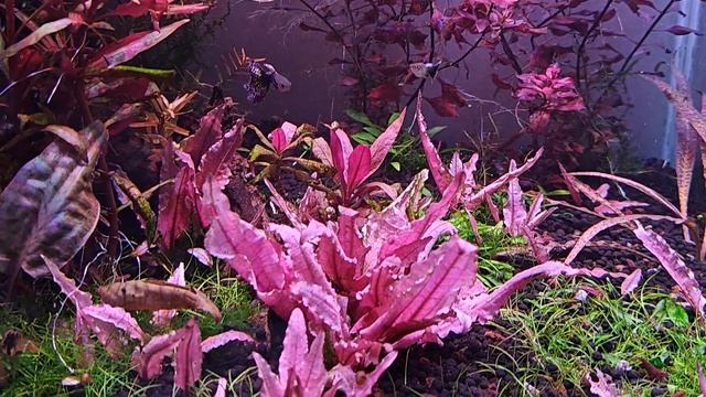 Приводим аквариум в порядок. шатаем баланс, пересадка и обрезка ротал. смотреть онлайн