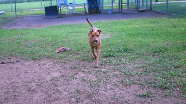 A757340 Ella (Adopted!) смотреть онлайн