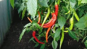 Выращивание , уход и размножение Острых Перцев на Урале в теплице и открытом грунте.